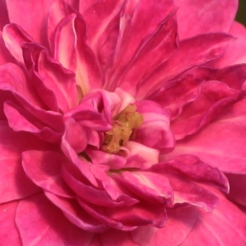 Rosa Purple Rain ® - rosa de fragancia discreta - Árbol de Rosas Miniatura - rosal de pie alto - púrpura - W. Kordes & Sons- forma de corona compacta - Rosal de árbol con flores pequeñas que florecen abundantemente.